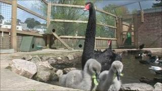 Dawlish black swans