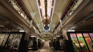 Manchester Museum mammals gallery