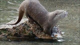 An otter (generic)