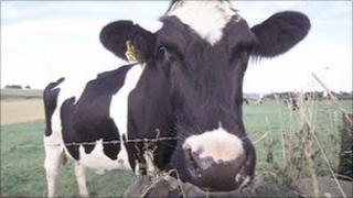 Cow
