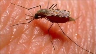 A mosquito feeding