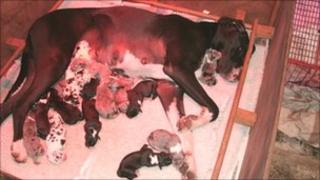 NV and her 16 puppies