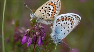 Silver studded blue butterflies (image: Stephen Lewis)