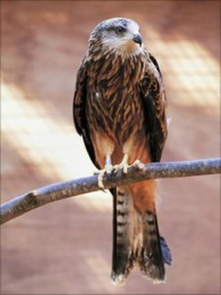 Red Kite