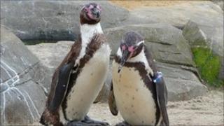 Penguins at Sea Life Centre in Scarborough. Picture by Nick Fletcher