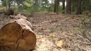 A felled tree at Sutton Heath