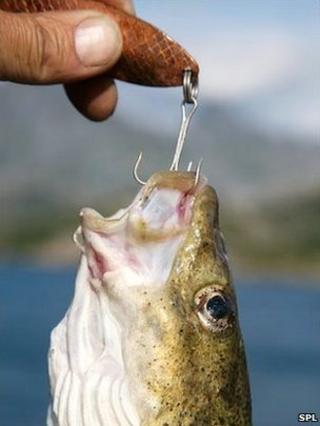 Cod on hook