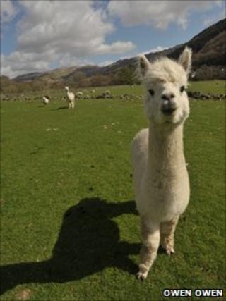 Alpaca. Pic: Owen Owen