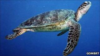 Turtle