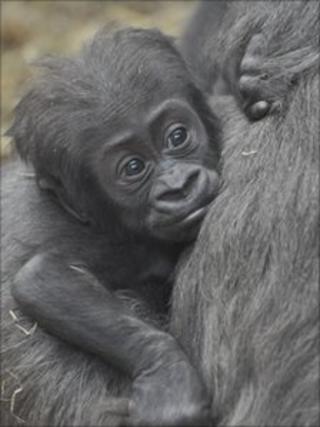Tiny the gorilla
