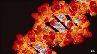 DNA molecular structure