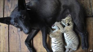 Dog nurses two liger cubs in Weihai, China (19 May 2011)