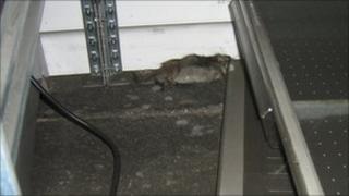 Pooja Caterers fined after rats found in warehouse - BBC News