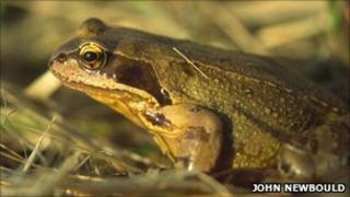 The common frog.