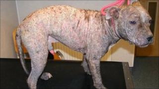 Billy the dog