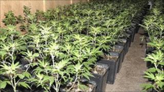 Cannabis plants