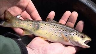Fish removed from River Teme