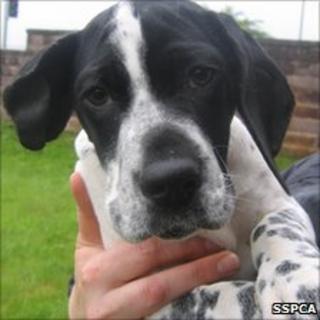 Deaf dog Lobes. Pic: Scottish SPCA