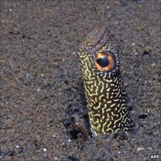Fish recently discovered in Indonesia
