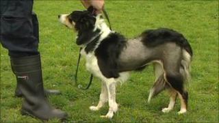 Bonnie the border collie