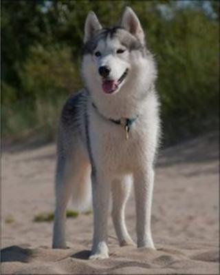 Aldo the Husky