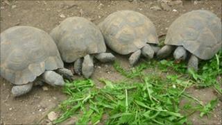 Spur-thighed tortoises