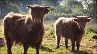 Highland cattle at Taverham Mill, photographer Simon Wrigglesworth