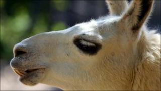 Llama picture generic