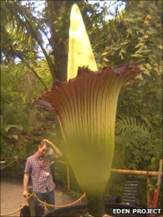 Titan Arum at Eden Project