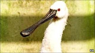 Spoonbill