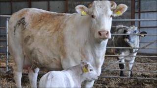 Cows