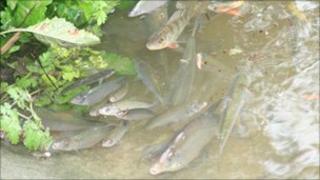 Рыба в загрязненной воде