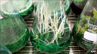 Test samples of bean sprouts in a German lab, 10 Jun 11