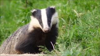 A badger, Other