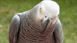Harry is an African grey parrot like this one