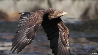 White-tailed eagle - courtesy of RSPB