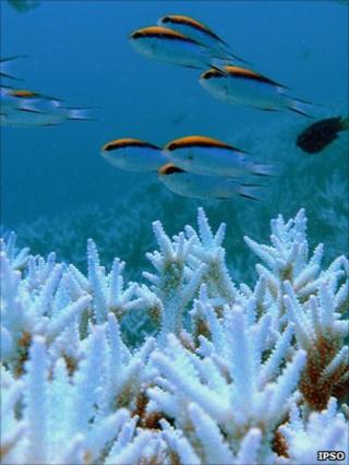 Coral and fish