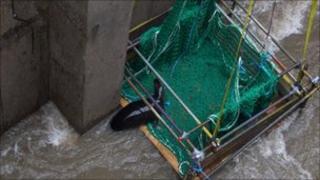 Celia the seal on the rescue platform