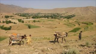 Donkeys on the Afghan border with Pakistan