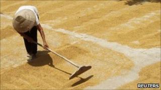 A farmer drying rice in Vietnam