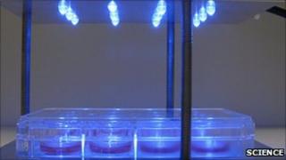 Cells getting light treatment (Image: Science)