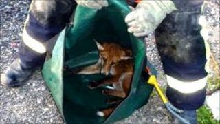 Greater Manchester Fire Service rescue a fox