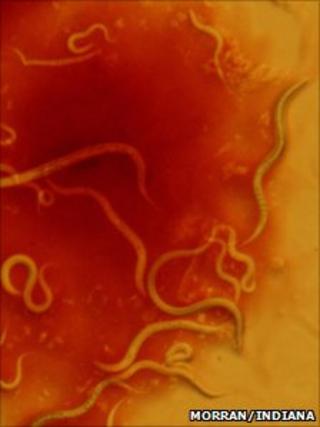 Bacterial infected round worms (Credit: Morran/Indiana)
