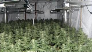 Cannabis factory in Halsall