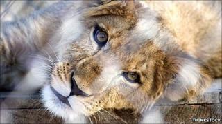 Lion in a zoo