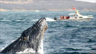 Whale watching
