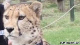 One of the cheetahs at Eagle Heights