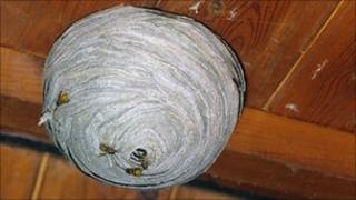 Wasp nest on loft ceiling