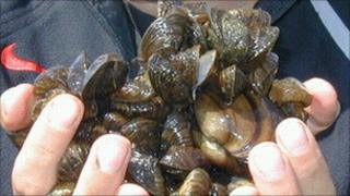 Zebra mussels