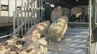 Sheep herded on to a truck